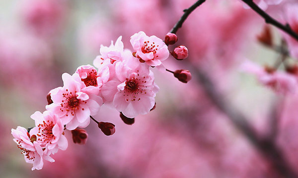 ��ɽһ���� �� ÷ ɽһ,���� ���Ͻ��� 130824zacuazi8z66zvczm