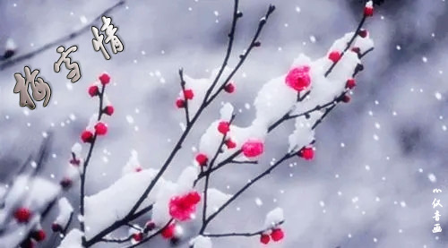 ѩ���ɡ�÷ѩ�� ÷ѩ ���Ͻ��� 114852qpo4scq6k69z6zd6