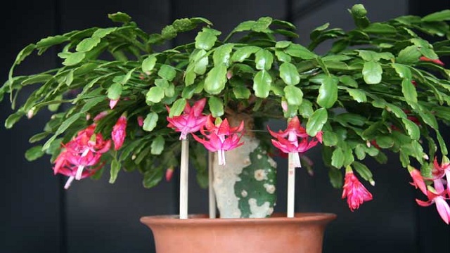 옺졤����̨зצ��ʢ�� ��̨ ���Ͻ��� 145914gsfia2ju2ew4mzh8