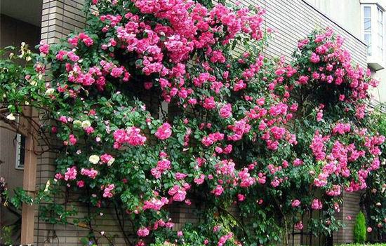 ��Ҷ  ɢ����� 203535hfbxq75dwj7b5lfg