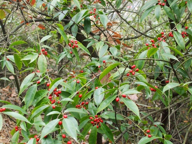 Ұ����ɽ���ģ���ɽ���ɣ� Ұ��,��ɽ,��ɽ,���� ���Ͻ��� 153515pucwwubb1jcexfwc