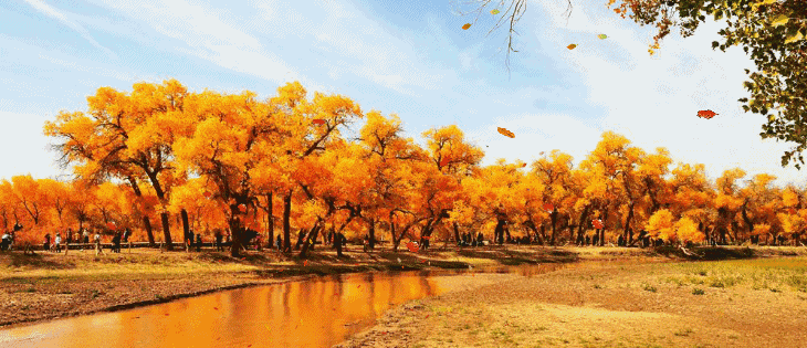 ��Ҷ֪�� ��Ҷ֪�� �ִ�ʫ�� 185844uo0vw5w96cg6g0r5