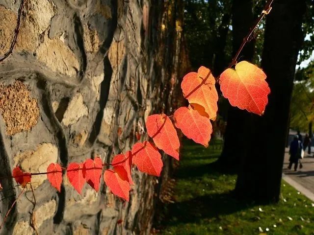 ���й������Ϲ�������ɽ��������  ɢ����� 101648v3x113oyqoz0d055