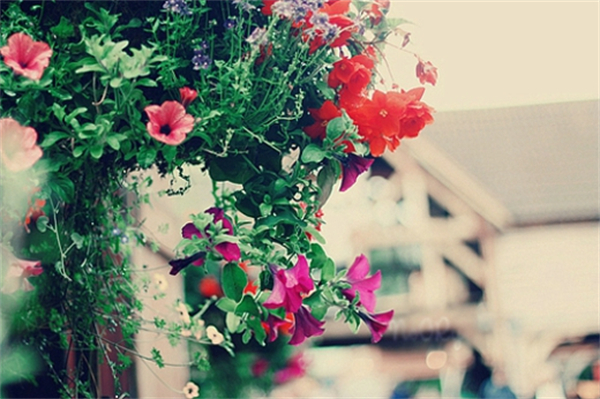 ��һ�仨������ɽ���� ����,ɽ���� �ִ�ʫ�� 100438xpeeo9stpfrqorss