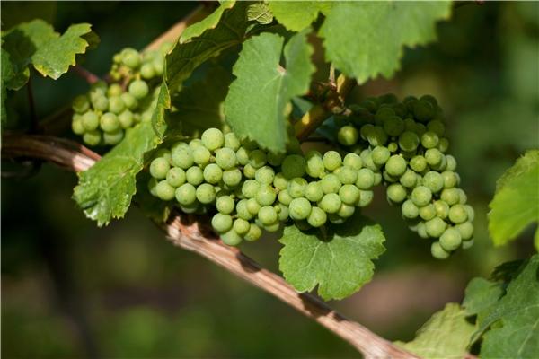 ��ǰ��������  ɢ����� 