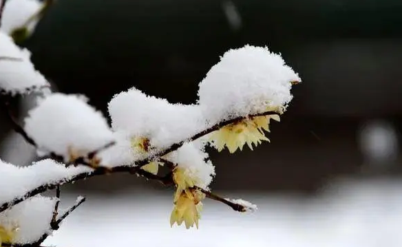 ��ѩ���ڣ���һ�ף� ��ѩ,��һ�� �ִ�ʫ�� 102017ds34snoqsi8qoimi