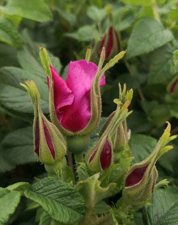 ������̨��ƽ��õ����������С���� ��̨,С���� ���Ͻ��� 121311kdlrlbjt3ttqqruy