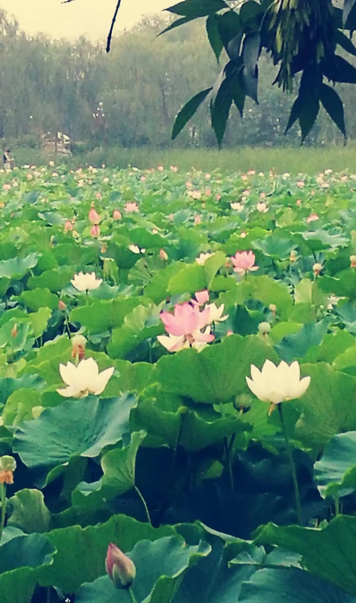 �������ҹ�紵���� ������,��ҹ�紵 ���Ͻ��� 120928k9nng95zc0hcwq17