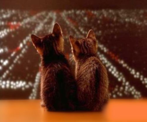 �ֳ� �ֳ� �ִ�ʫ�� 123043dzpo2h55fp52fnn5