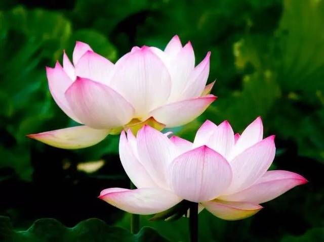 ʮ��������������� ʮ��,����,����,���� ɢ����� 