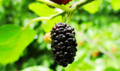 �Ϸ�����ɣ����  ɢ����� 110434gjyix1ijis59vnyv