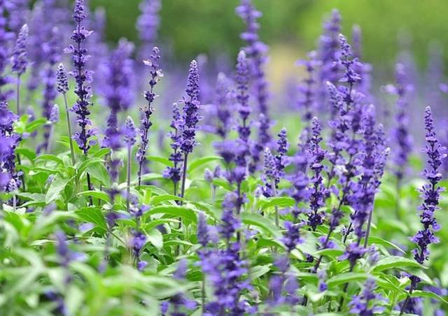 ޹�²ݣ����Ͼ��ף�  ���Ͻ��� 