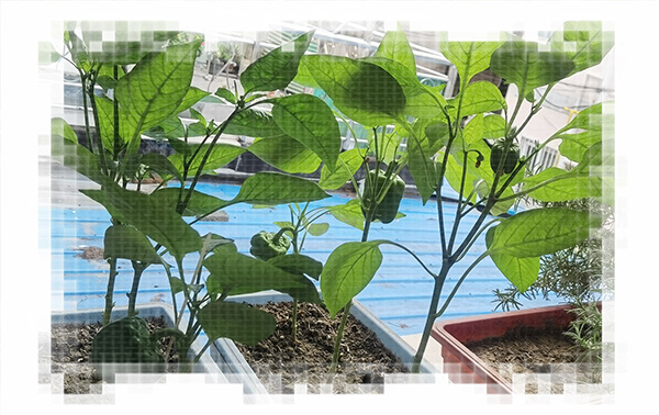 ����������Գ�  ���Ͻ��� 124358rvpuquopggvzgmgi