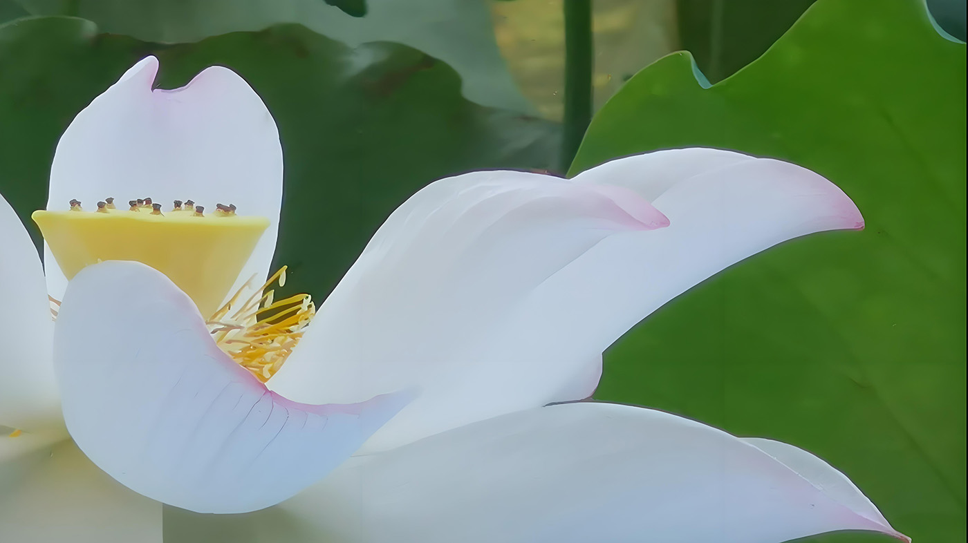 ��������԰��ܽ�ؼ��������  ���Ͻ��� 132351lyi37d3neelzxz5e