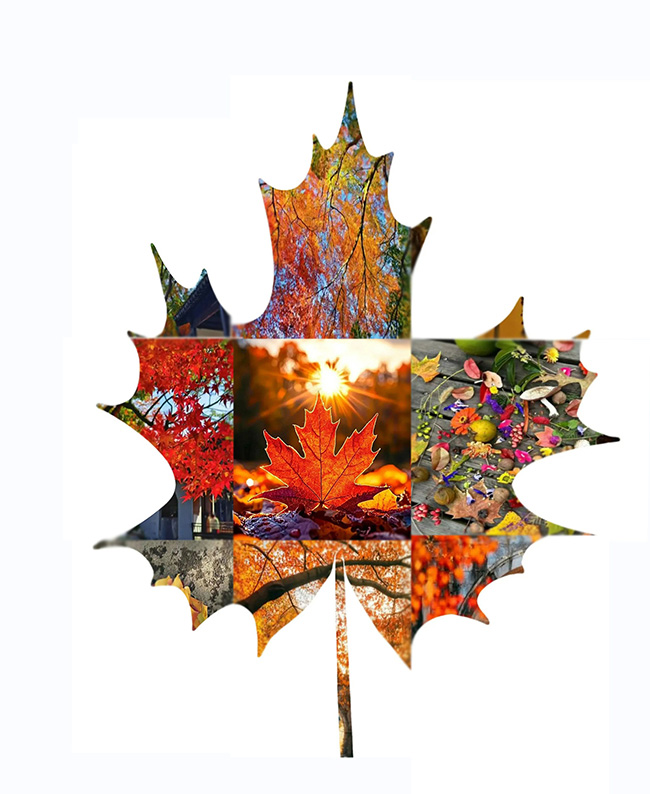 �����ӡ���Ҷ  ���Ͻ��� 114802j47u06ttezpwm0w6