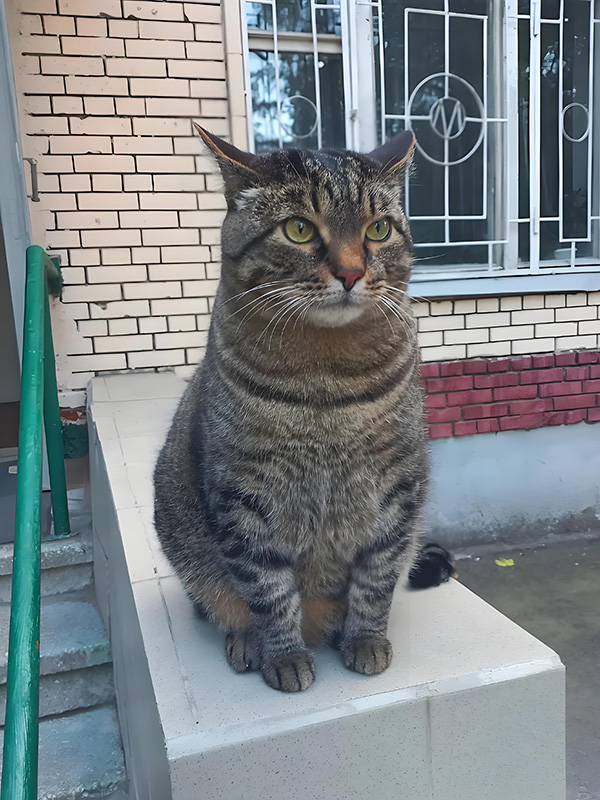 ʱ��15.ƽ��������  �ִ�ʫ�� 124956swkhqa1kzk2h1z11