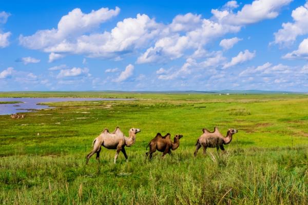 ���յĴ�ׯ  �ִ�ʫ�� 