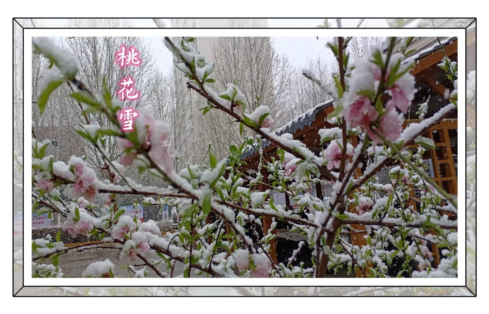 �����һ�ѩ  �ִ�ʫ�� 160800siezau95ihz174gh