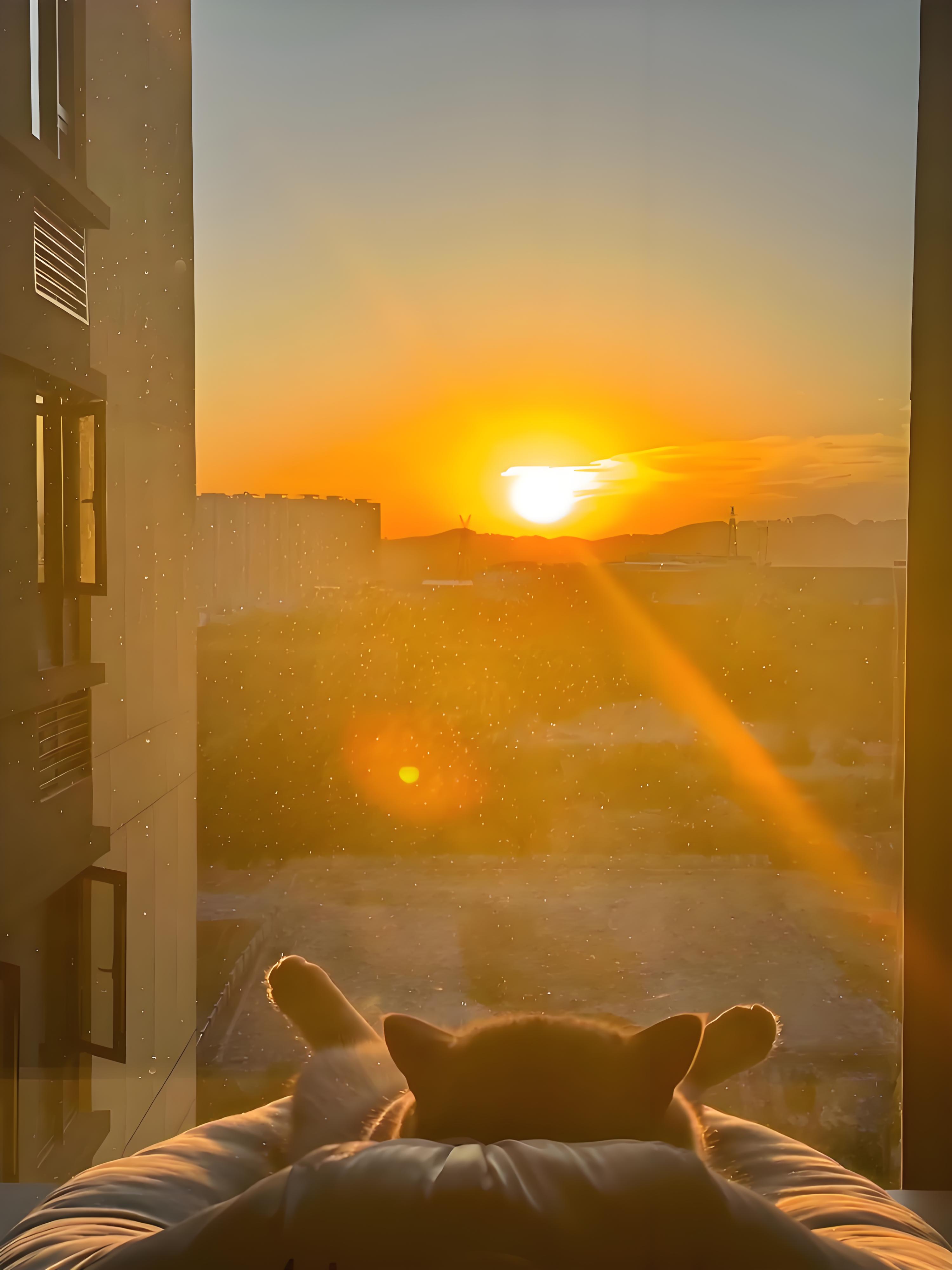 ��Ұ�����������ľ�ţ�  ���Ͻ��� 