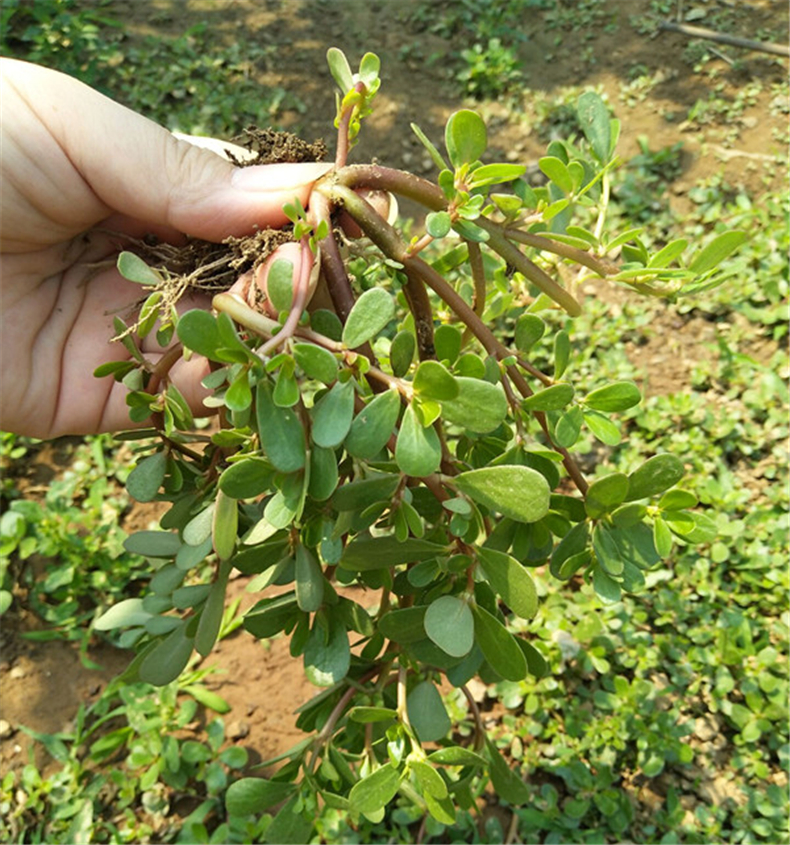 �����Ʋ�  ɢ����� 155402gsn4t5d5w21dswk4