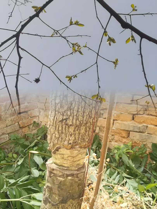 ������  ɢ����� 113031wmrm8ivzyuguvtxn