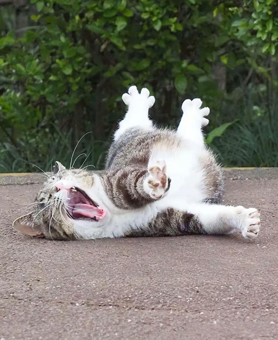 ʱ��27.����Сè�ĳ���˲��  �ִ�ʫ�� 110418c11mnsl42onmd51n