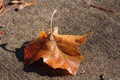 ���׽ڣ���ʫ��  �ִ�ʫ�� 145224s6i6opv4m74alab0