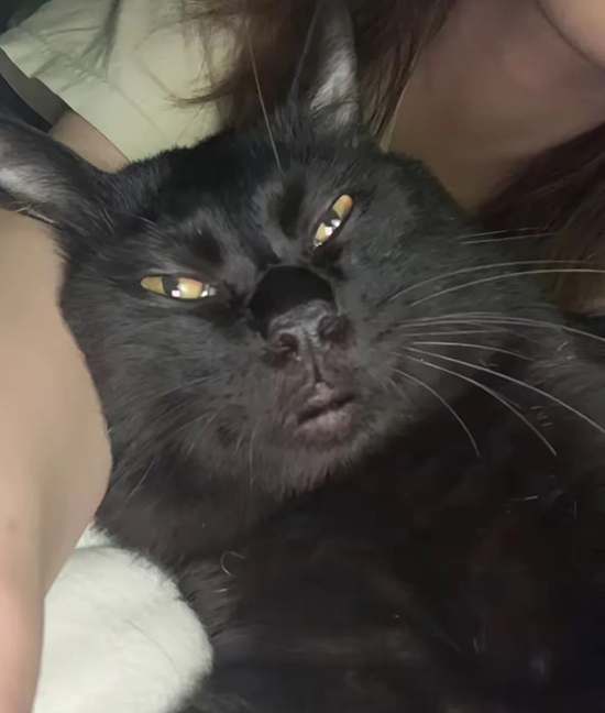 ʱ��39.�ڸ����è  �ִ�ʫ�� 111828i73cgnc7mpg7gr27