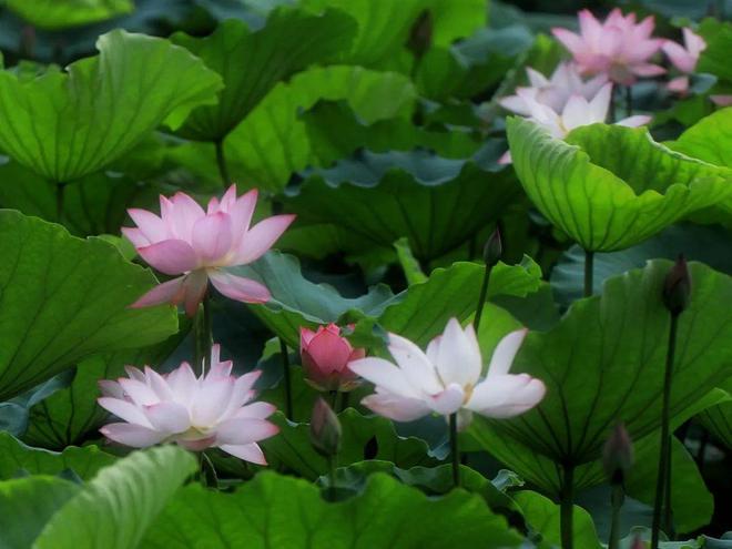 ����ɷ磬�����ϼ�  ɢ����� 