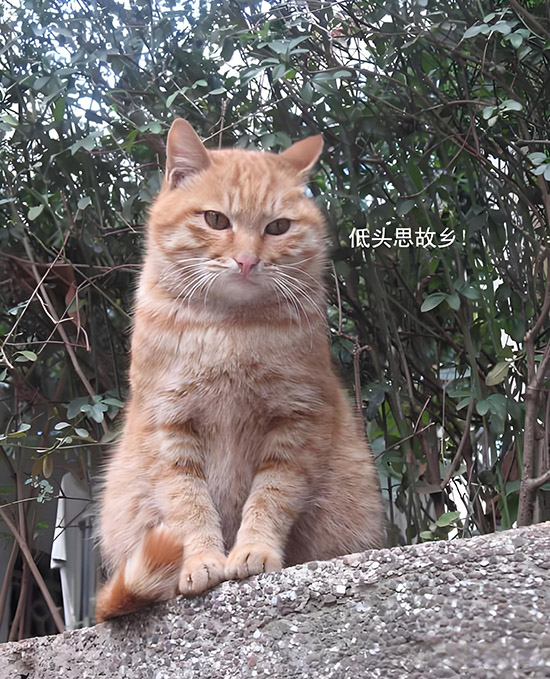 ʱ��41.���  �ִ�ʫ�� 113919u3t3toa5113n1qk1