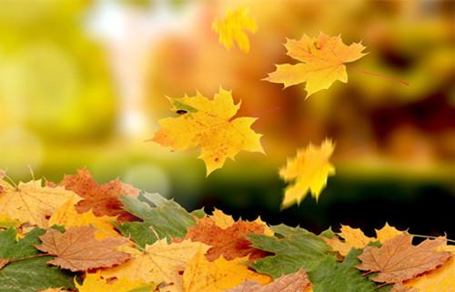 �߾������������Ҷ�ƣ�����壩  ���Ͻ��� 160627vhaapdhld6e2aacd