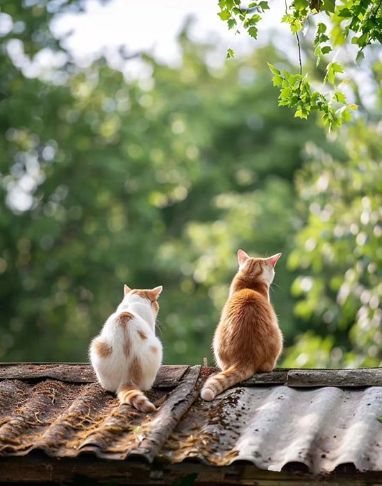 ʱ��50.ǽ�������  �ִ�ʫ�� 113917ev22wwwvl6plnzlb