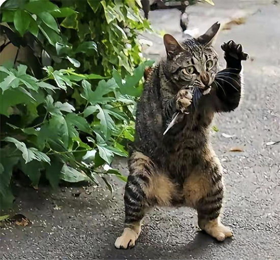 ʱ��51.��ʮһ���͵�ɱ��  �ִ�ʫ�� 120603n4z3h3hoobl1b364