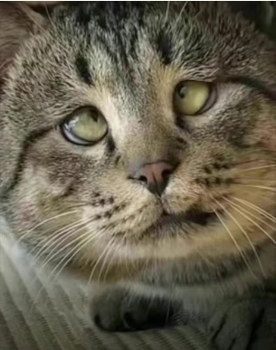 ʱ��52.����ȱ���ǻ۵��۾�  �ִ�ʫ�� 115003gfmqa93o3g1ud141