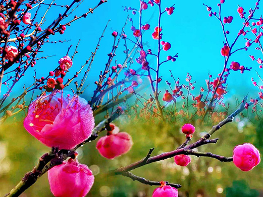 ����÷��ʫ���Ϲŷ�����  ���Ͻ��� 115016kqwcmmdswcqwswdw