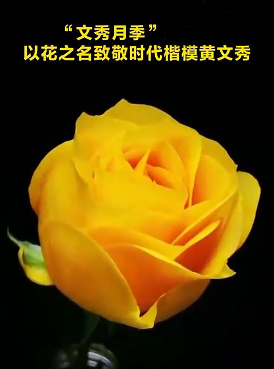 8.24节气24朵花24诗画:小满·月季1.jpg 8.24节气24朵花24诗画:小满·月季1.jpg