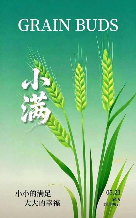 8.24节气24朵花24诗画:小满·月季2.jpg 8.24节气24朵花24诗画:小满·月季2.jpg