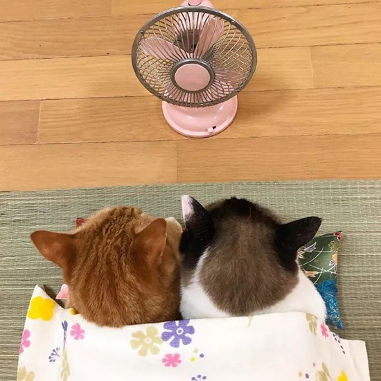 ���⣨��̽����һ���꣩�ŷ�.jpg