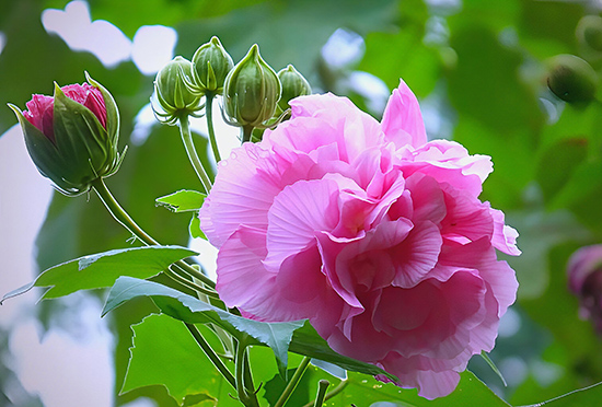 18.24����24�仨24ʫ����˪����ľܽ��1.jpg