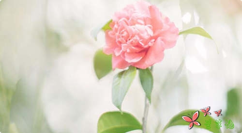 ǳ�����������